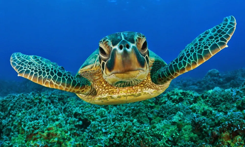 Tortuga carey