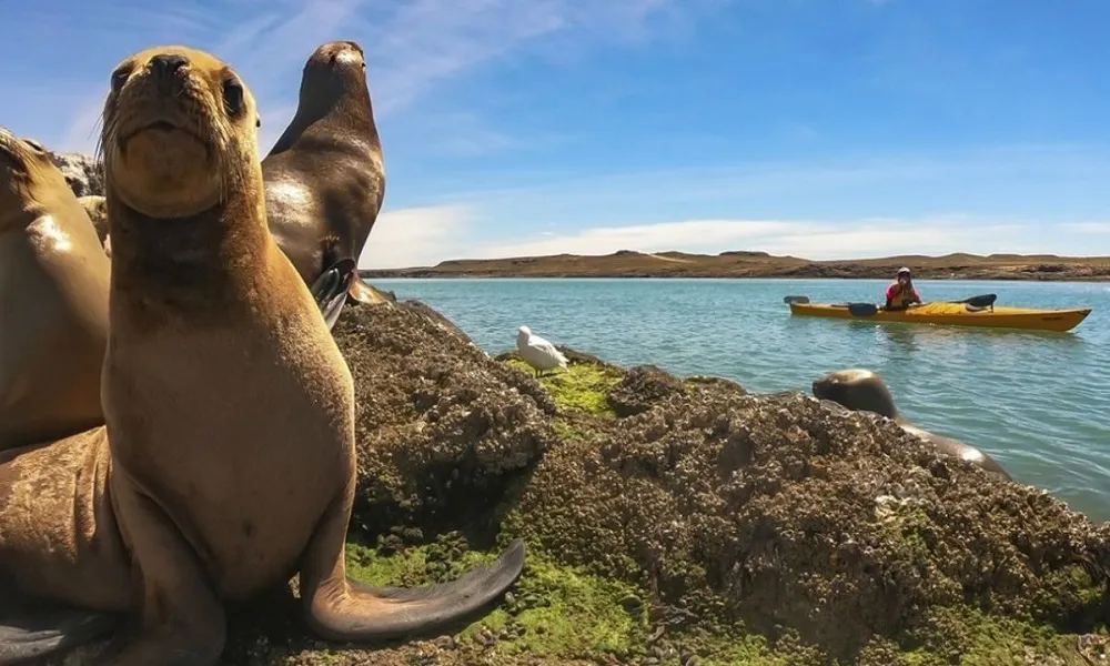 PUERTO DESEADO, UN DESTINO QUE COMBINA HISTORIA Y NATURALEZA