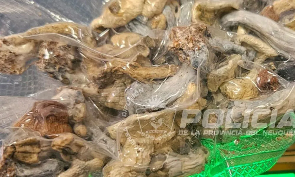 Hongos secuestrados por la policía