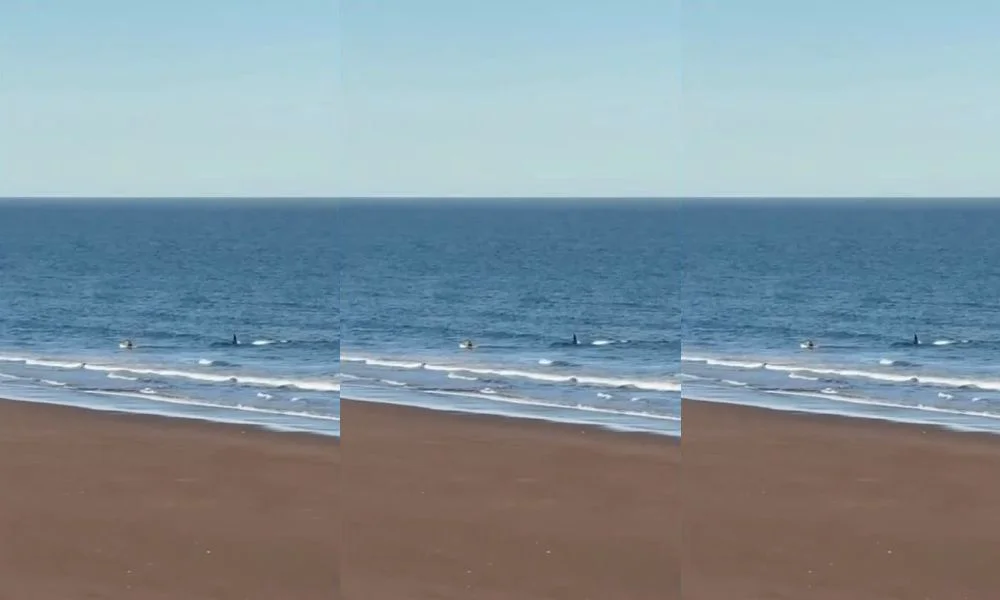Orcas en la costa