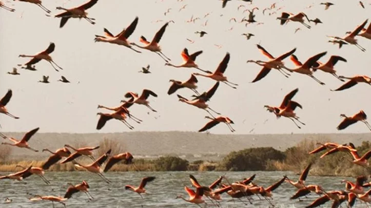 avistamiento de aves
