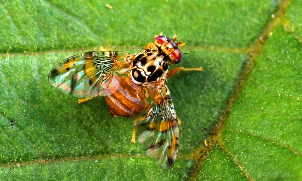 Mosca de la fruta
