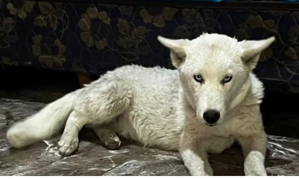 Lobo blanco hallado en el allanamiento