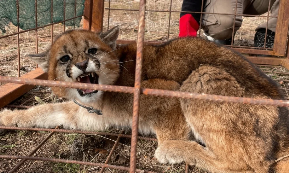 Puma