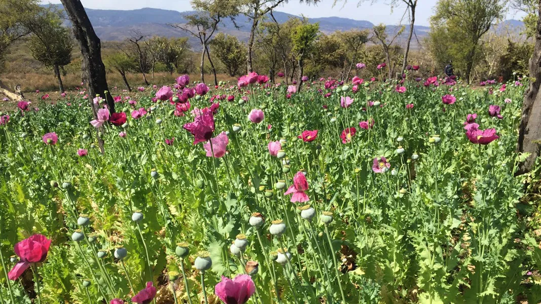 Cultivo de amapola (Foto: Infobae)