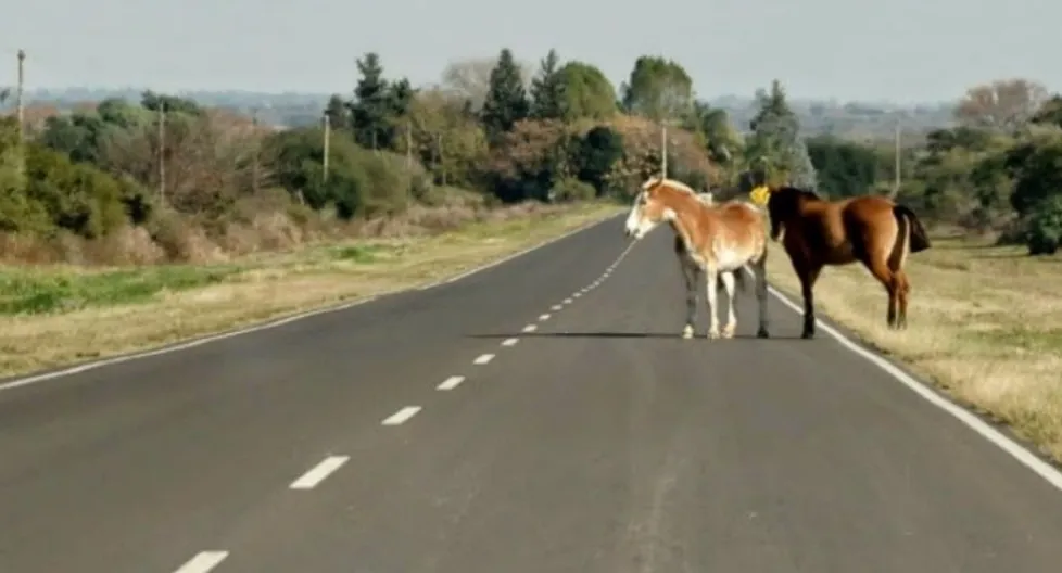 caballos sueltos