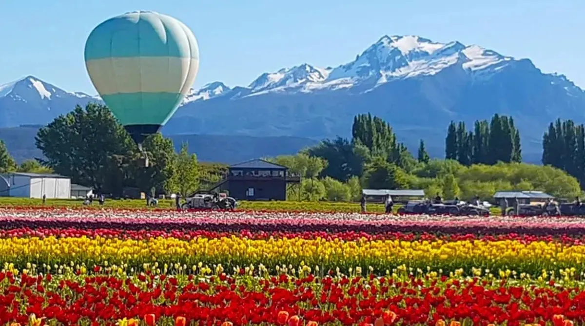 GLOBO TULIPANES