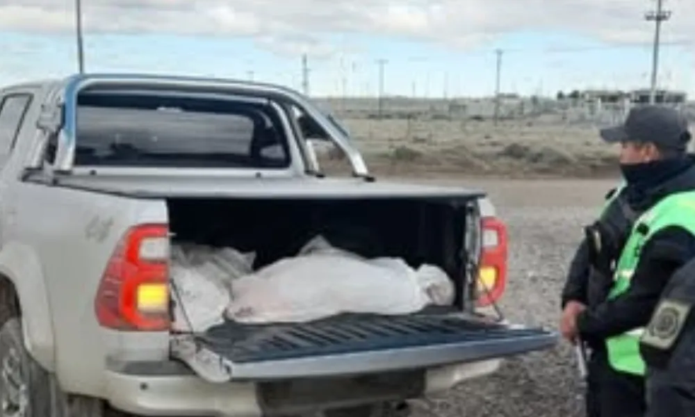 Camioneta con carne bovina