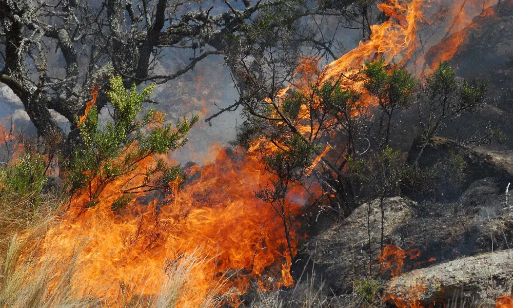 Incendios forestales