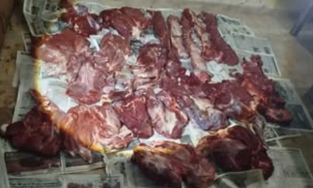Secuestran carne de guanaco en Gaiman