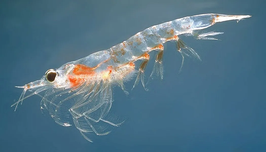 Krill (Foto: Wikipedia)