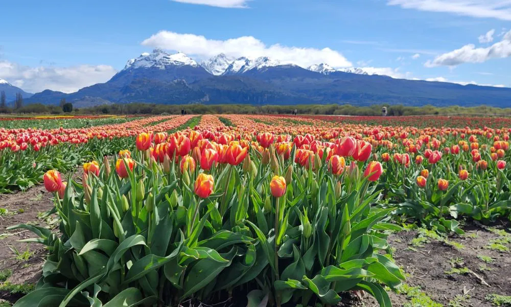 Temporada de tulipanes en Trevelin