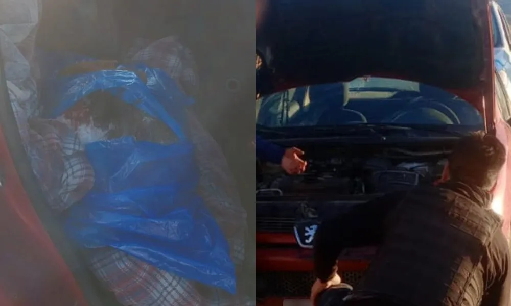 Transportaban un ñandú en el auto