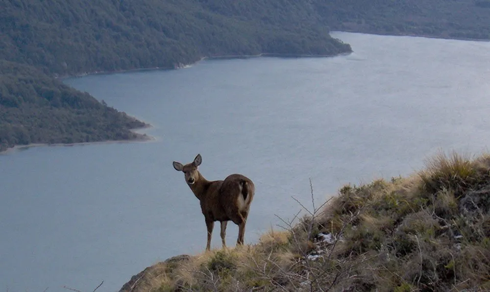Huemul en la cordillera
