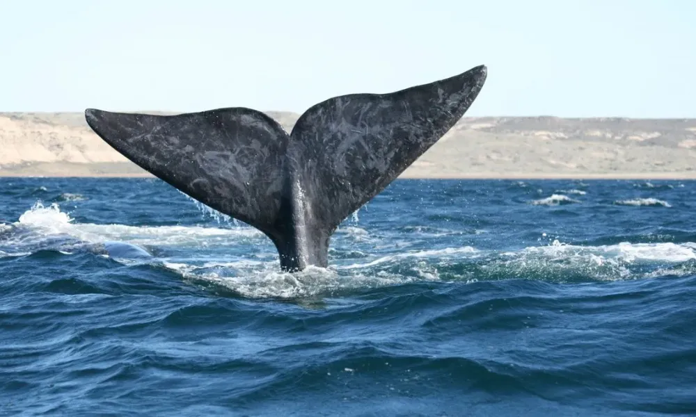 Ballena