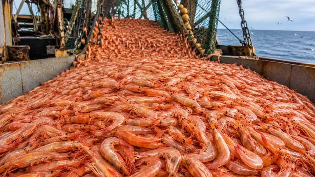 Pesca de langostino. Foto TN