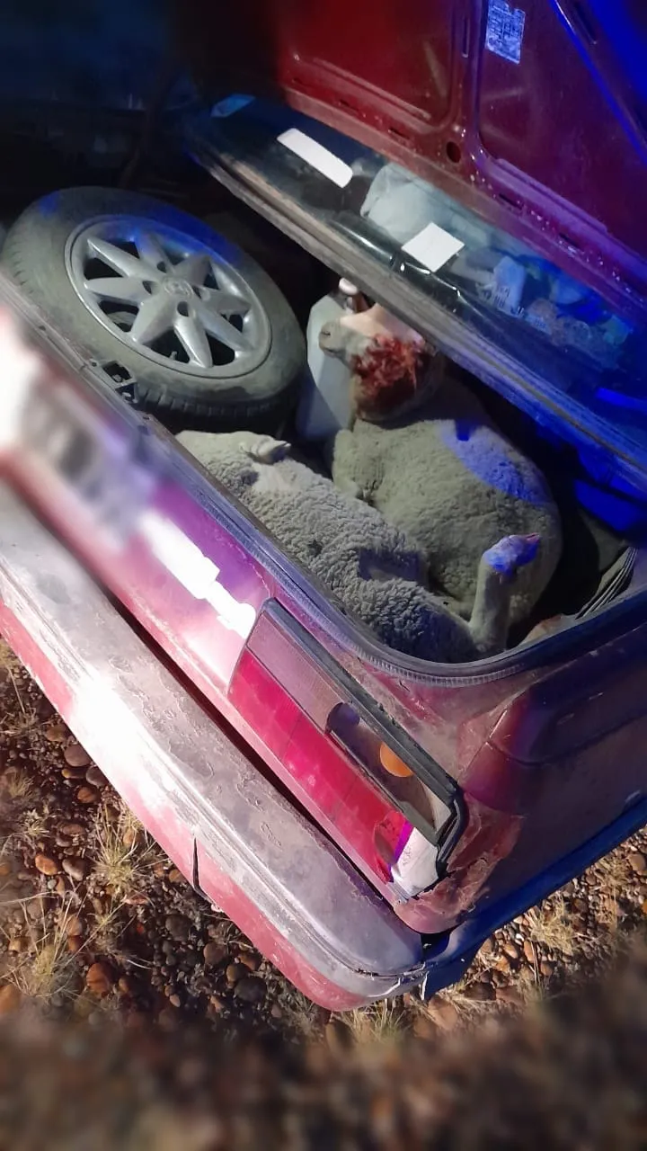 Cuatro-sujetos-fueron-demorados-por-trasladar-dos-corderos-en-el-baul-de-un-auto-uno-herido-y-otro-muerto