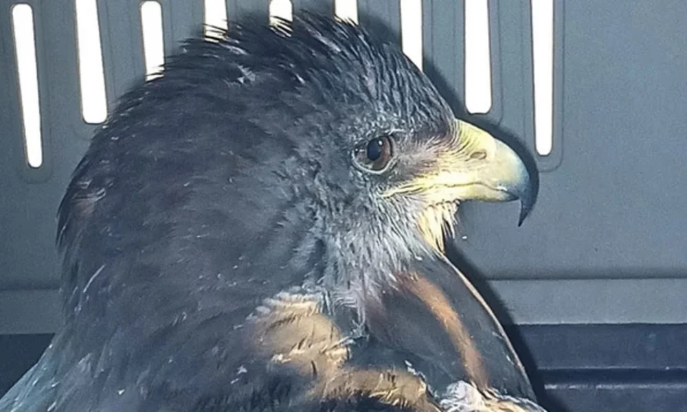 Águila mora herida