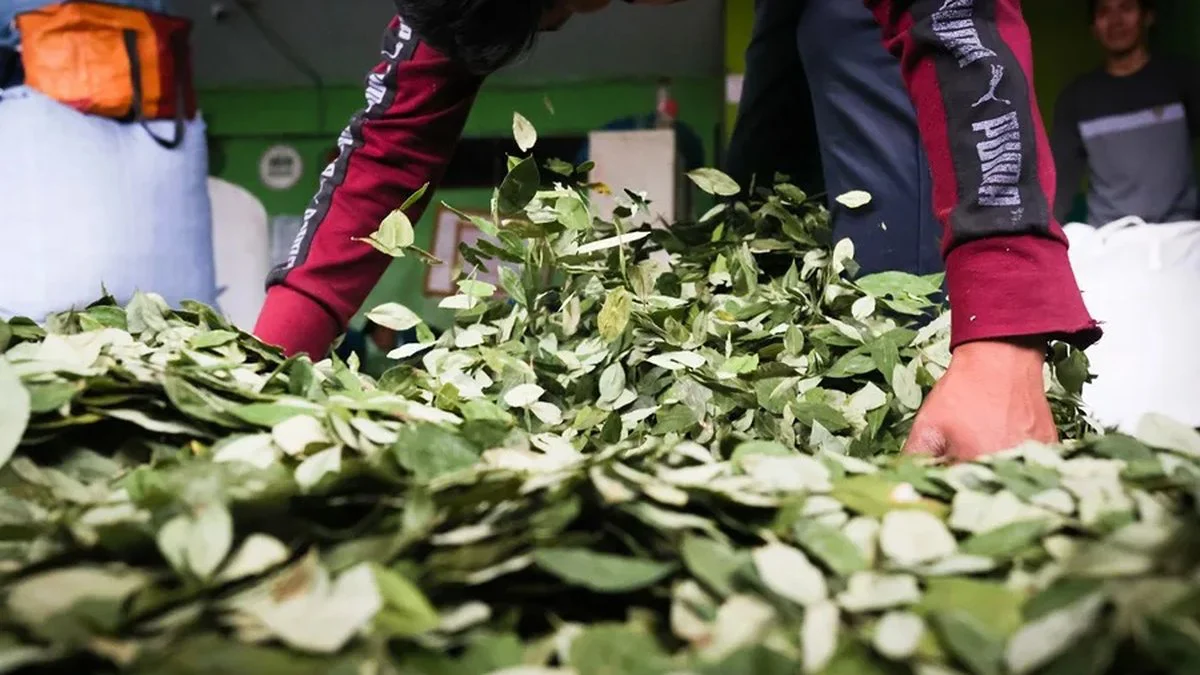 Coca en Bolivia