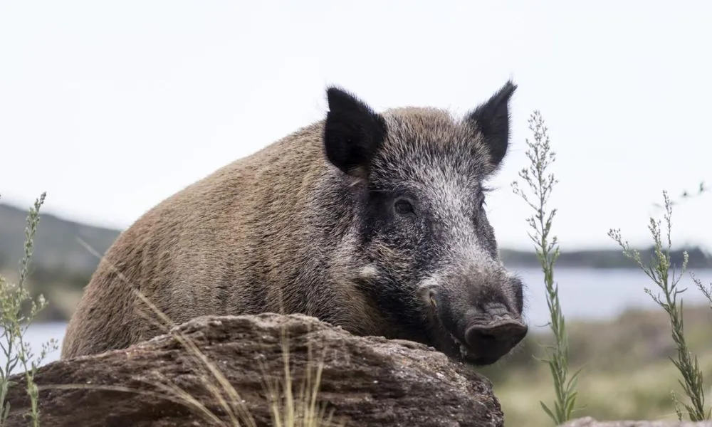 Jabalíes en Bariloche