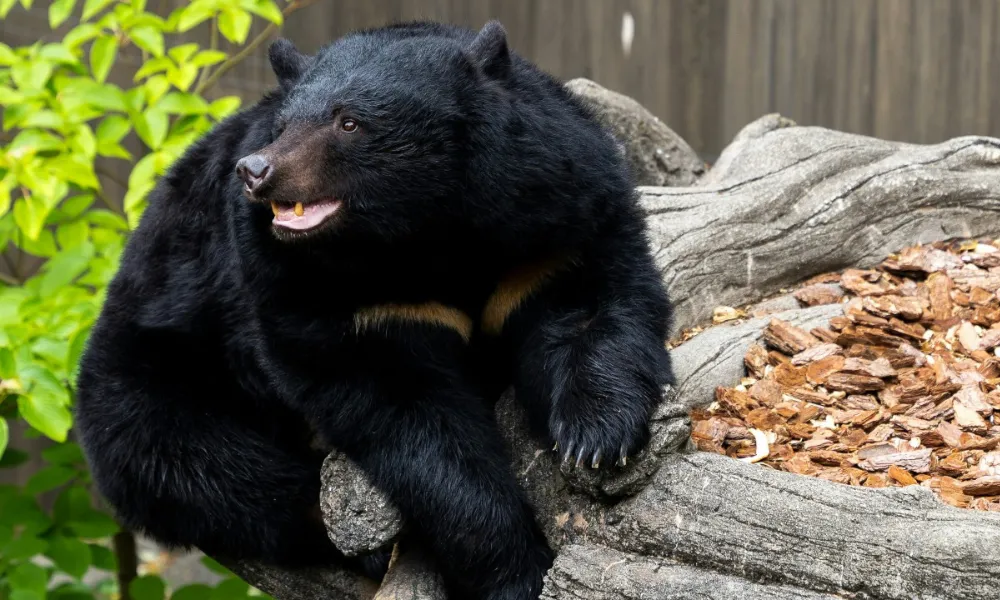 Oso