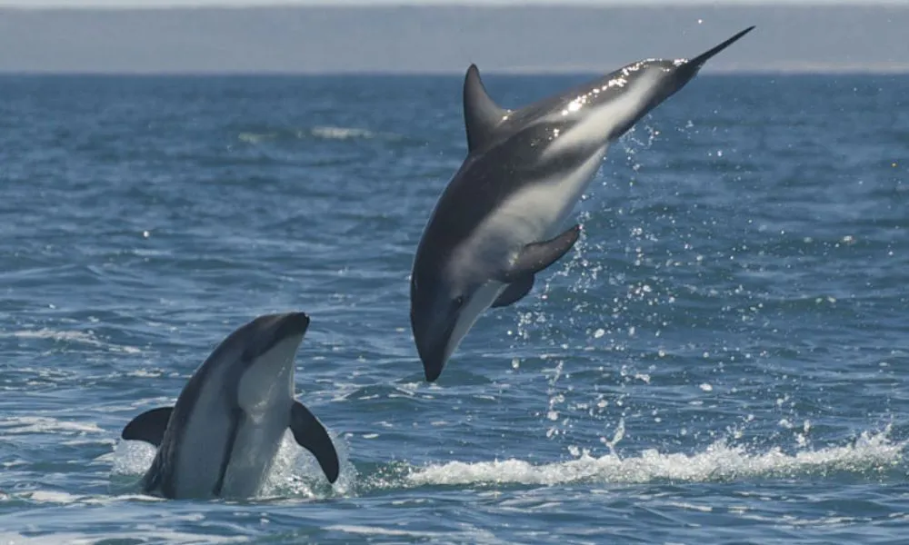 Avistaje de delfines