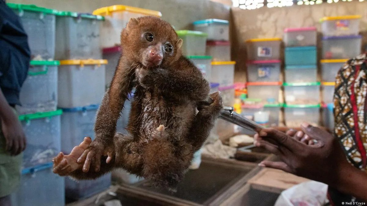 tráfico de animales en redes (DW)