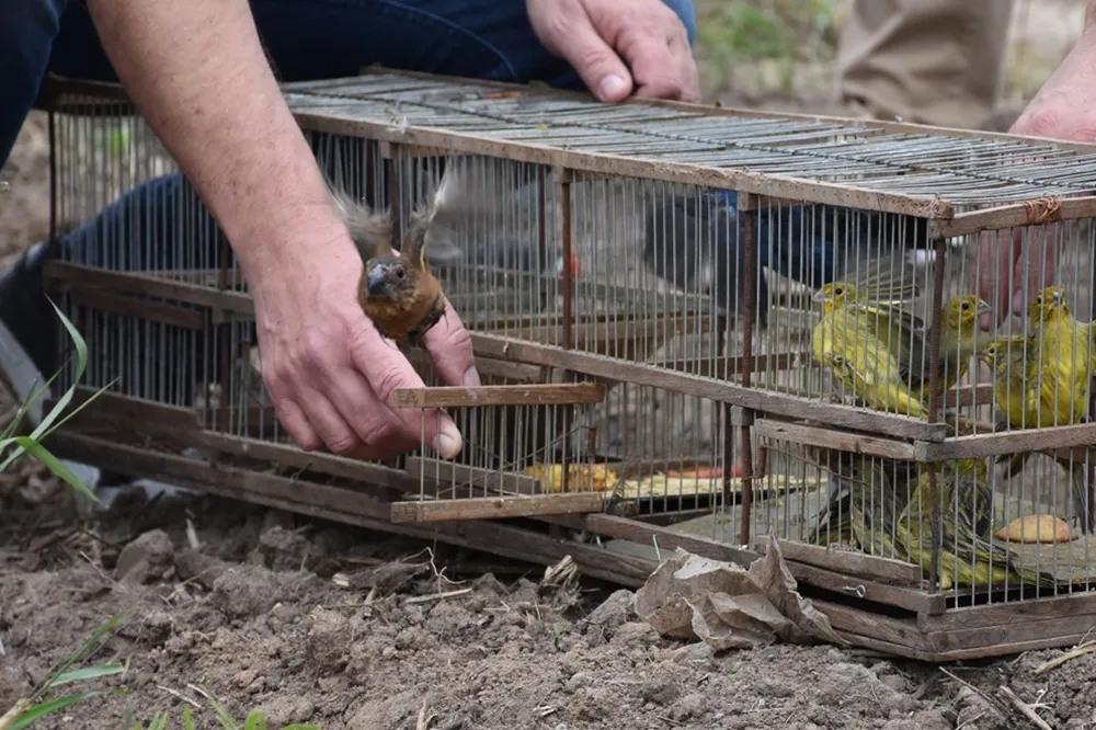 Liberaron un carpincho y casi medio centenar de aves silvestres en el norte cordobés