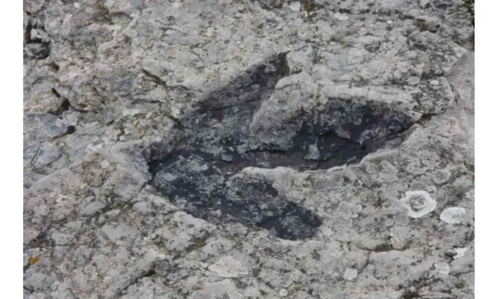 Fósiles en amazónia-2