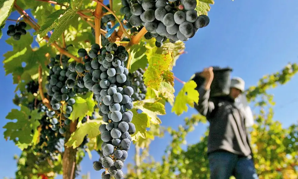 Cosecha de uvas