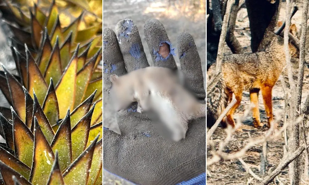 Animales y plantas luego de los incendios forestales