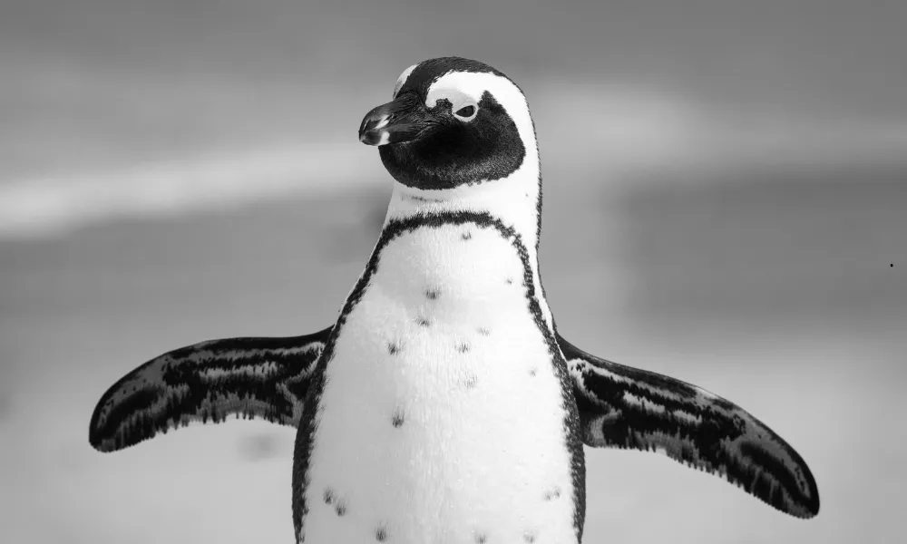 El GPS natural de los pingüinos.