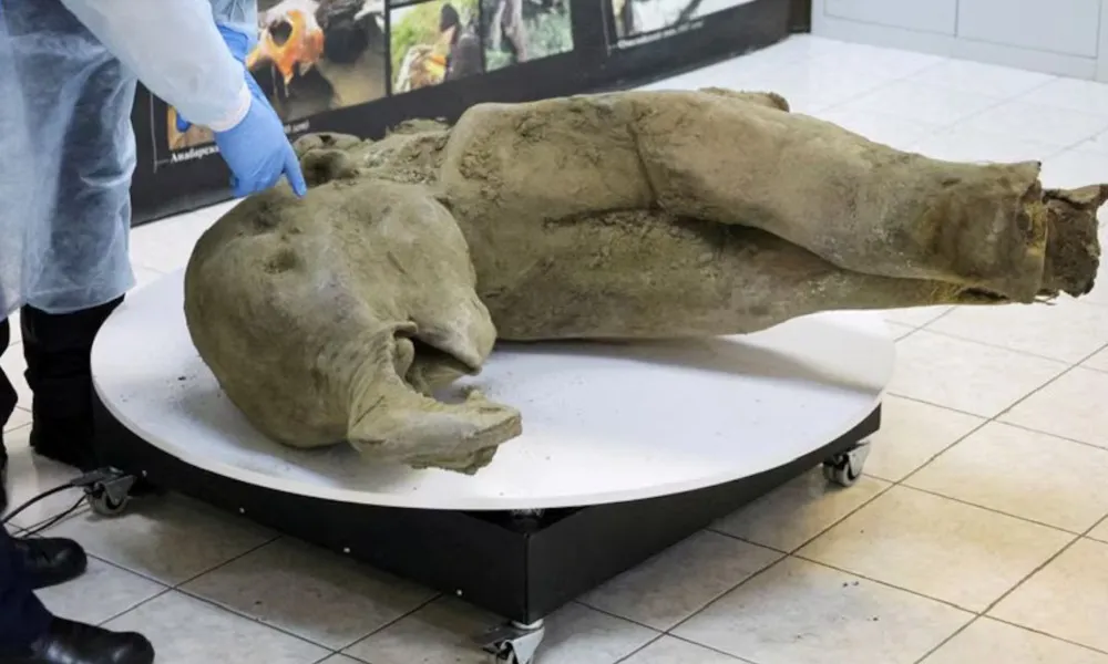 Mamut