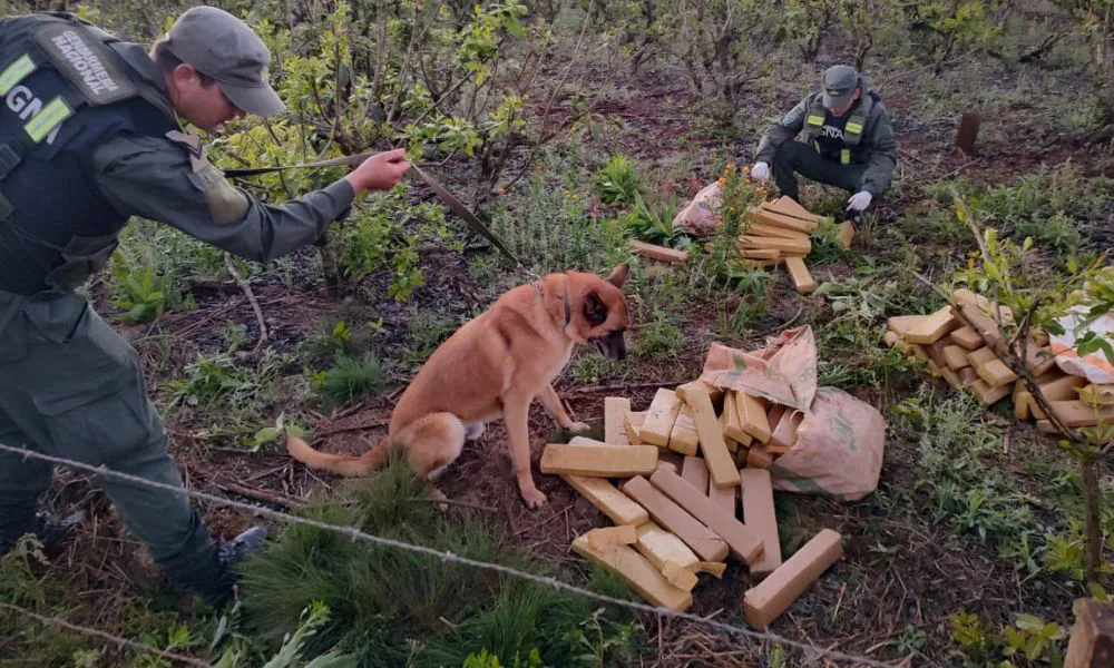 Incautan más de 84 kilos de marihuana y armas