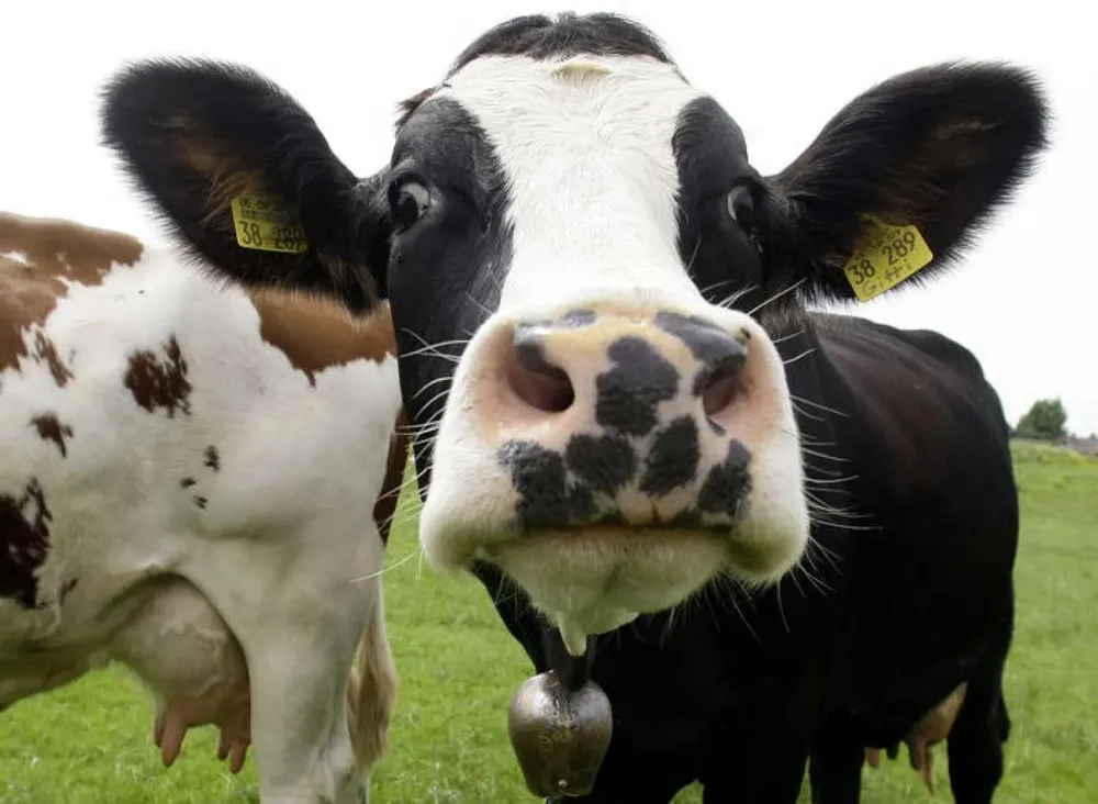 Vacas afectadas por carbunclo en La Pampa