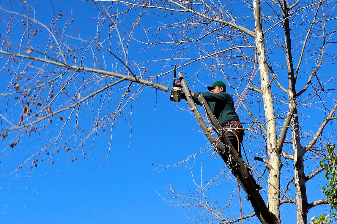 Curso de poda de arboles