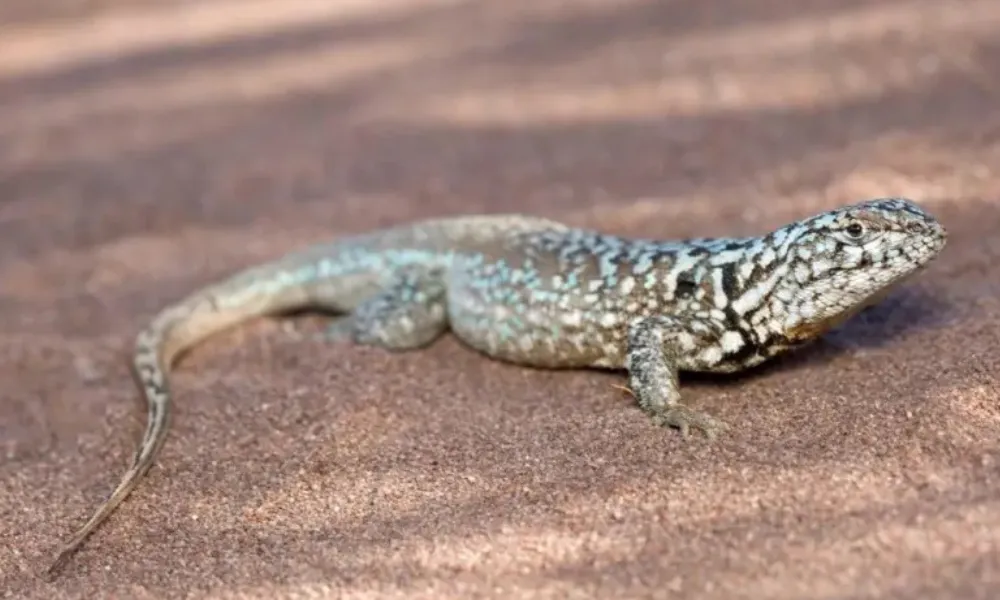Diplolaemus vulcanus
