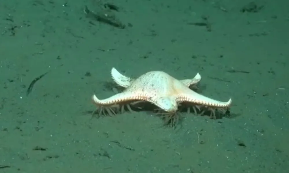 La rara estrella con patas que apareció en la expedición en Uruguay