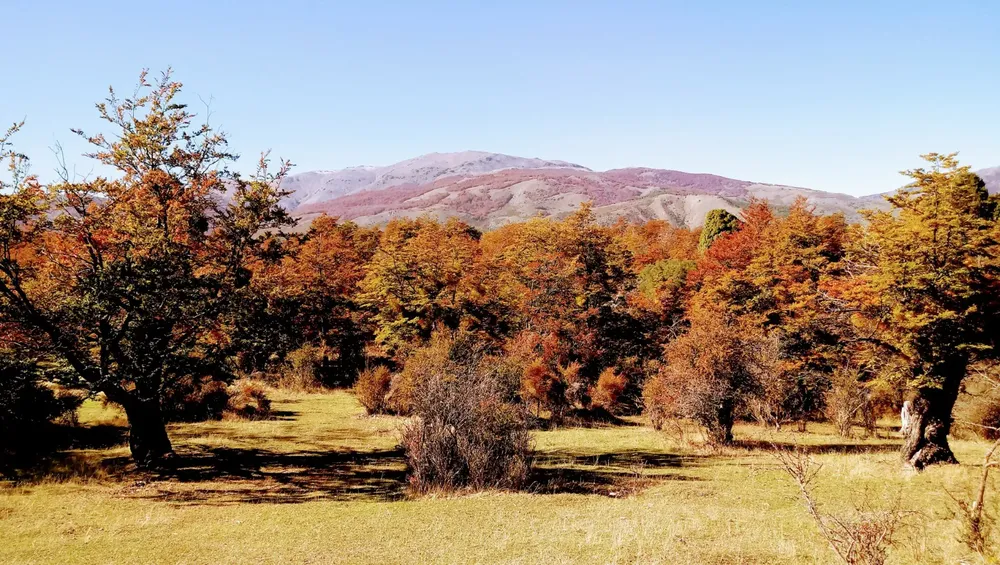 Bosque Nativo