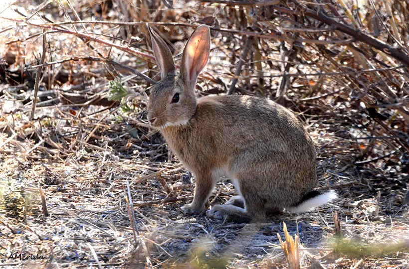 Conejo de campo invasor en Parque Marino Costero