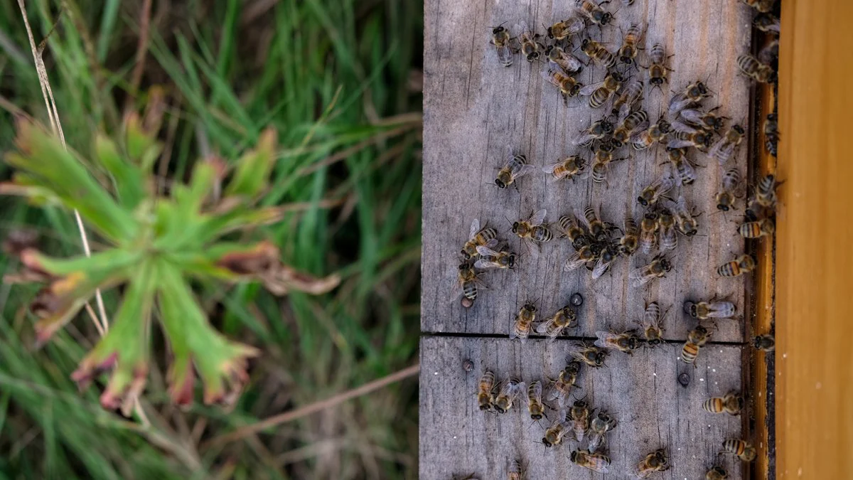 Enjambre de abejas. Foto Magnific