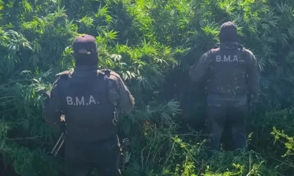 plantación de marihuana