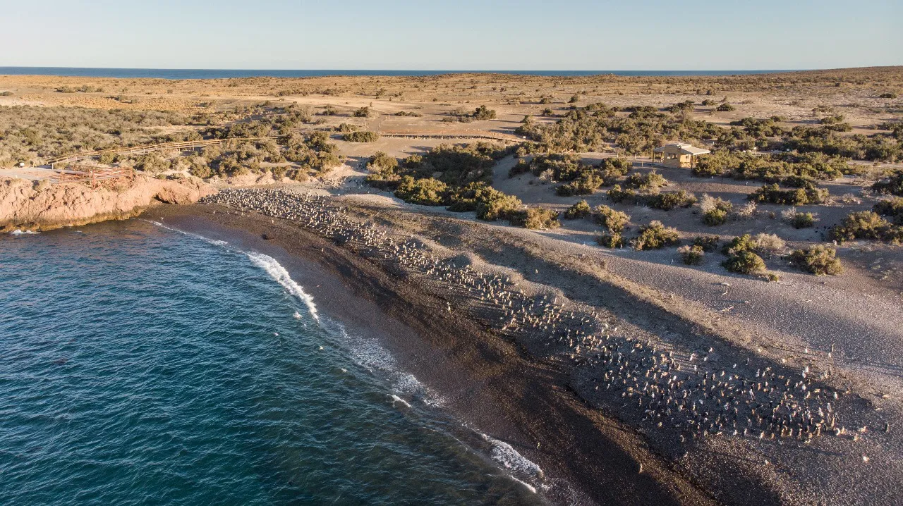 Temporada record en Punta Tombo