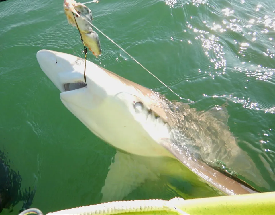 Regulan la pesca embarcada de tiburón en Golfo San Matías