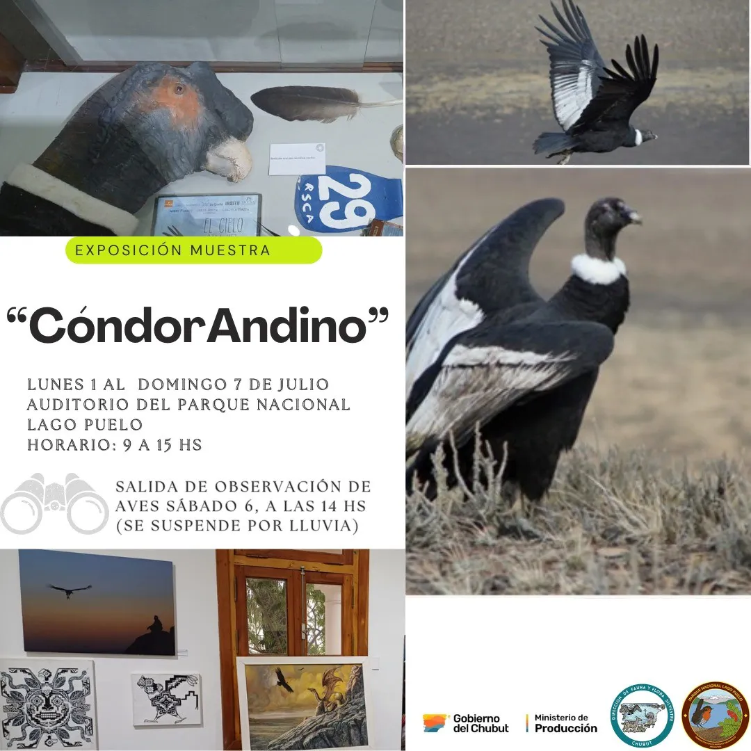 Muestra de Condor Andino en Lago Puelo