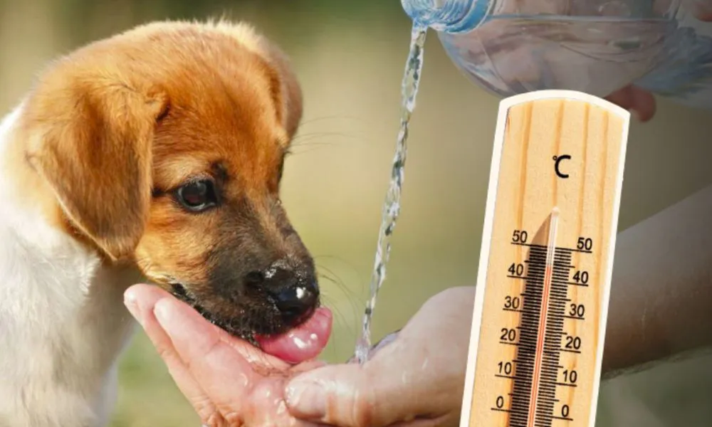 golpe de calor en animales