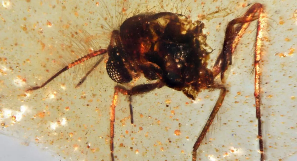 insectos milenarios