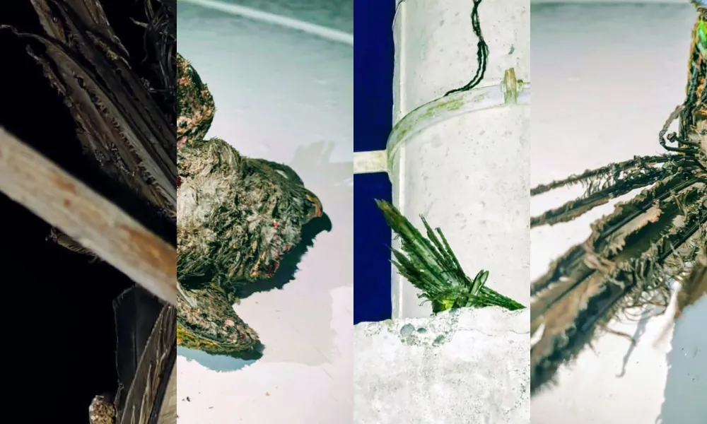 Aves provocan corte de energia