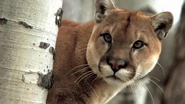 Puma patagónico