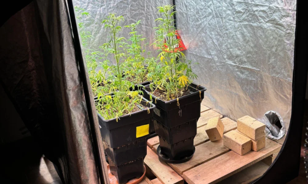 Secuestro de plantas de cannabis sativa